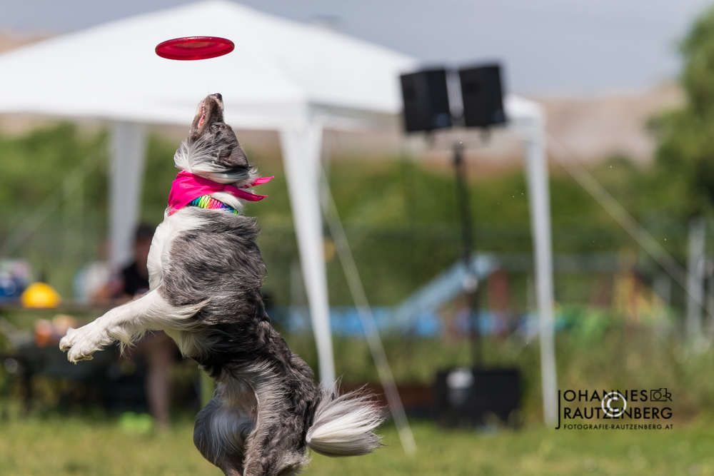 KMARCh 2015 Dogfrisbee